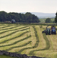 Silage and Hay 